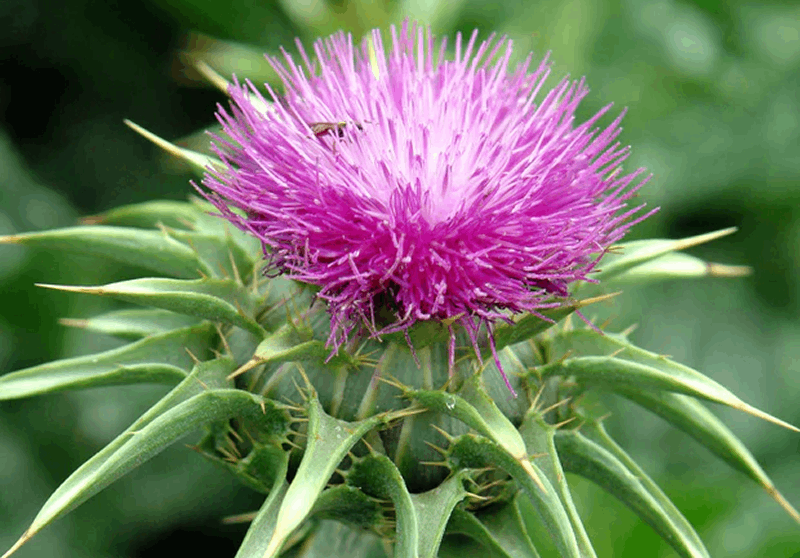 Rhodiola Rosea